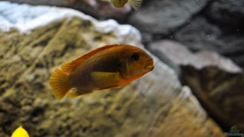 Noch Hongi´s von Vladi (40)