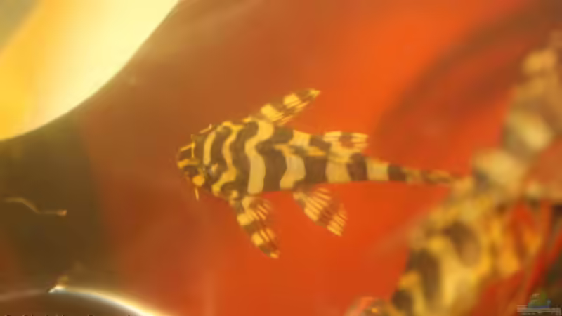 Noch in der Fischtüte von chrisi01 (21)