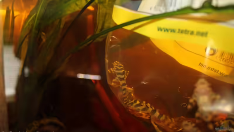 Noch in der Fischtüte von chrisi01 (22)