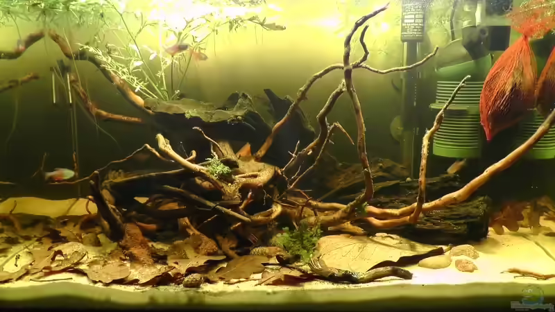 Noch ist der Hornfarn alleine ;) von Martin Ihde (6)