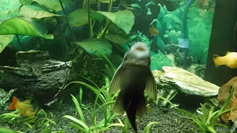 Noch jemand der sich nützlich macht;) von aqua david (28)