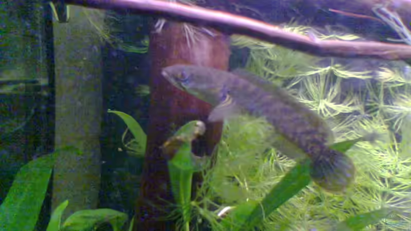 Noch jung und unschuldig... von Nico Nowotny (10)