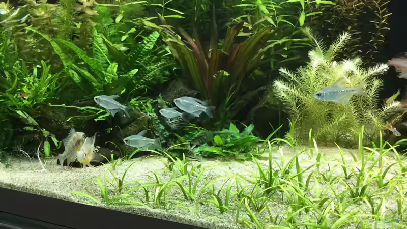 Noch junge Brilliantsalmler von Sascha H. (21)