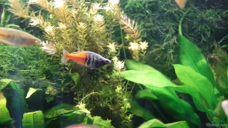 noch junger M. boesemani von Christian S. (9)