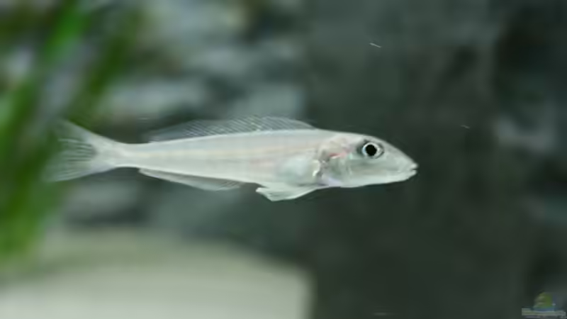 Aquarien für Xenotilapia melanogenys
