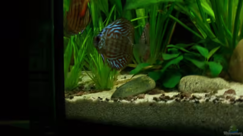 noch klein aber schon jetzt eine schöne Färbung von Johannes (18)