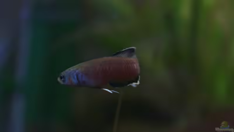 noch mal Alphamale von Falk (19)