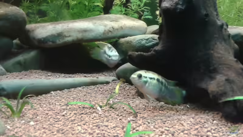 Noch mal die Zwei von Kai Heermann (25)