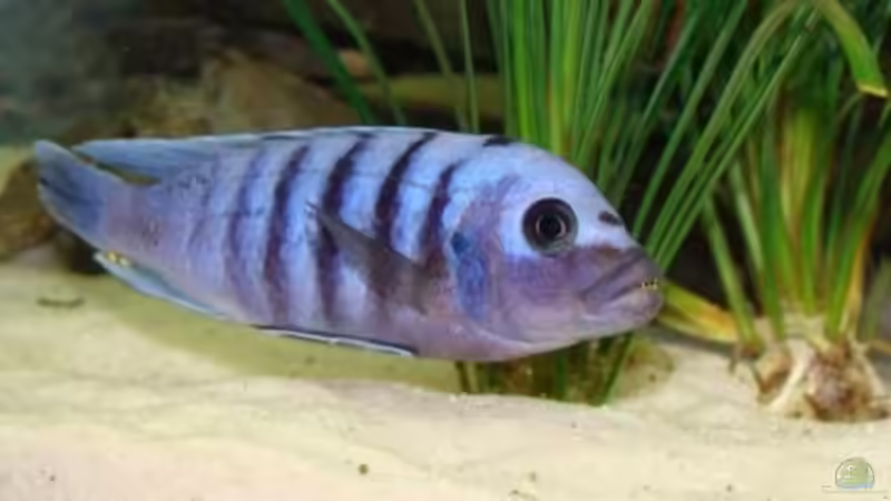 noch mal Herr Afra von malawi74 (17)