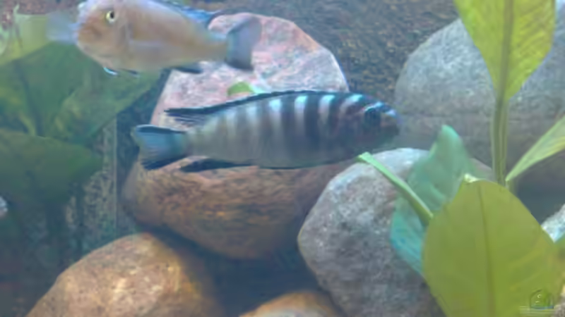 noch mal keine Ahnung von banditbart (9)