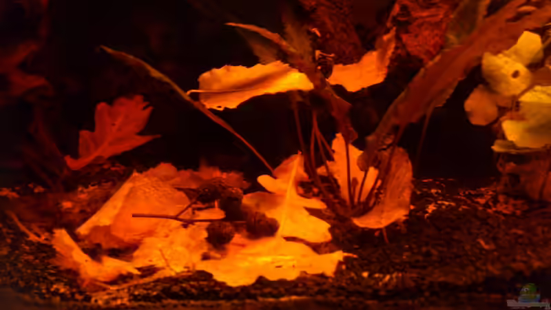 Noch mal Laub und zäpfchen :) von Kai Heermann (11)