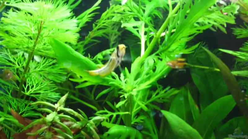 noch mal mein apistogramma cacatudoides Weibchen von Robert Hajok (11)