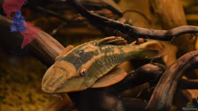 Noch mal Rusty,oder wars Bruno ??? von GGuardiaNN (93)