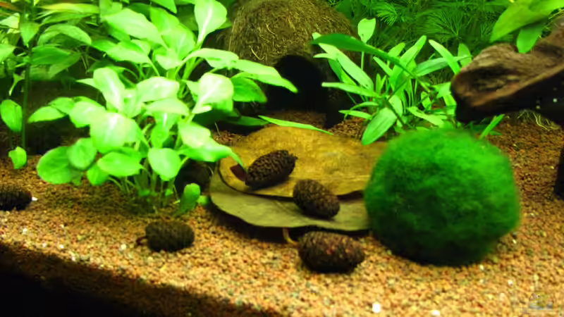 noch mal Seemandelbaumblätter von matze81 (20)