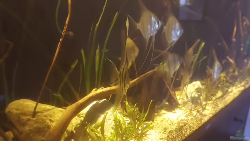 Noch mehr Altum :) von Kevin Fruhen (10)