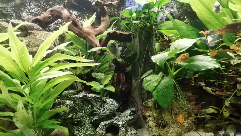 noch mehr anubia von Chinese Inai (17)