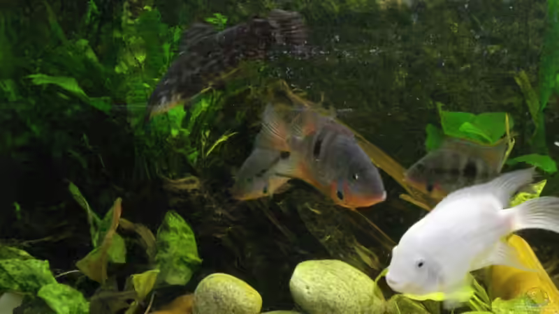 noch mehr Fische von Alexander Beutner (17)