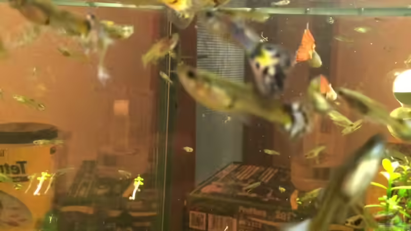 Noch mehr Guppys von X-Rayminator (13)