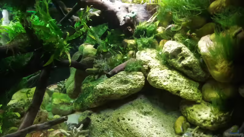 Noch mehr Java Moos...  von Bermuda 3eck (18)