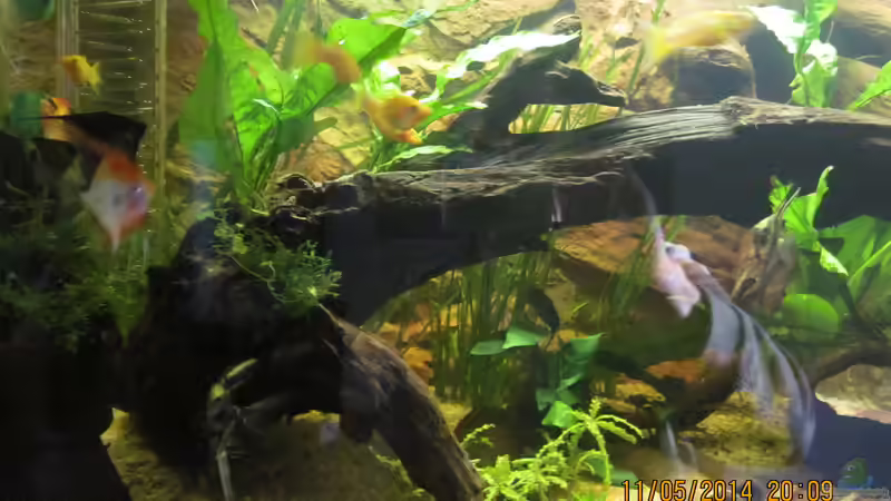 noch mehr Javafarn,Javamoos-aufgebunden auf den Wurzeln,Sternkraut von Ottche (105)