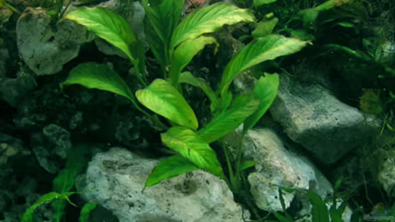 noch mehr Lochgestein von Christian Witte (8)