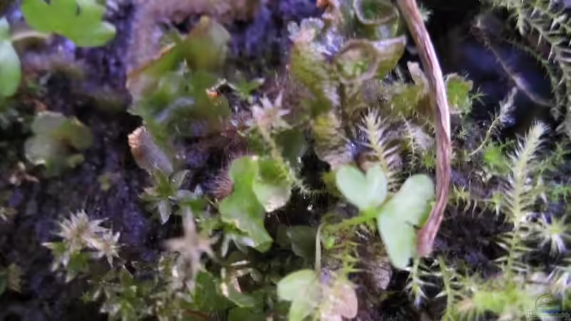 noch mehr Moose auf der Rinde von cammarus (10)