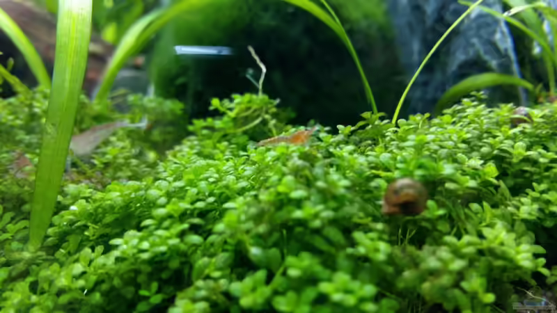 noch mehr red fire nachwuchs  von Spawngrow (26)