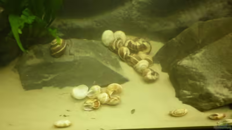 noch mehr Schneckenhäuschen :-D von Julien Preuß (21)