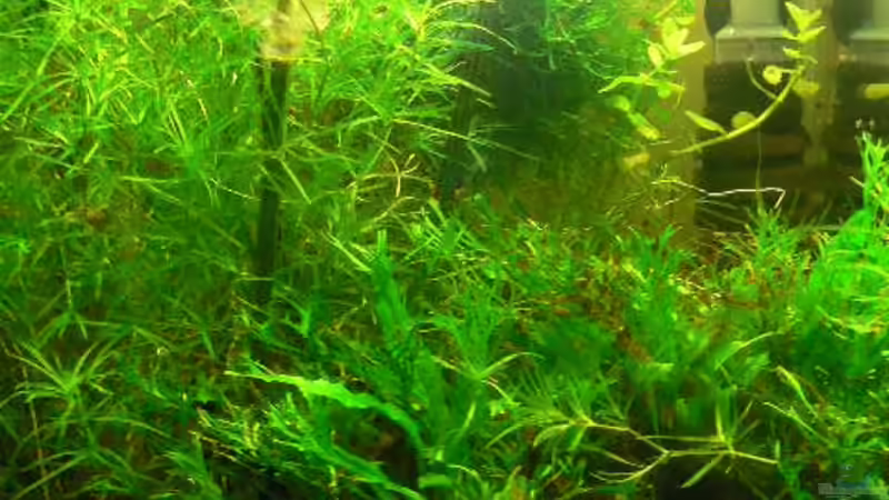 Noch mehr schneiden? von Zapfenmanderl (7)