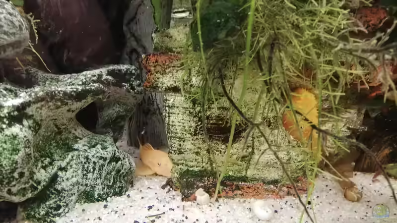 noch mehr verstecke von Chinese Inai (26)