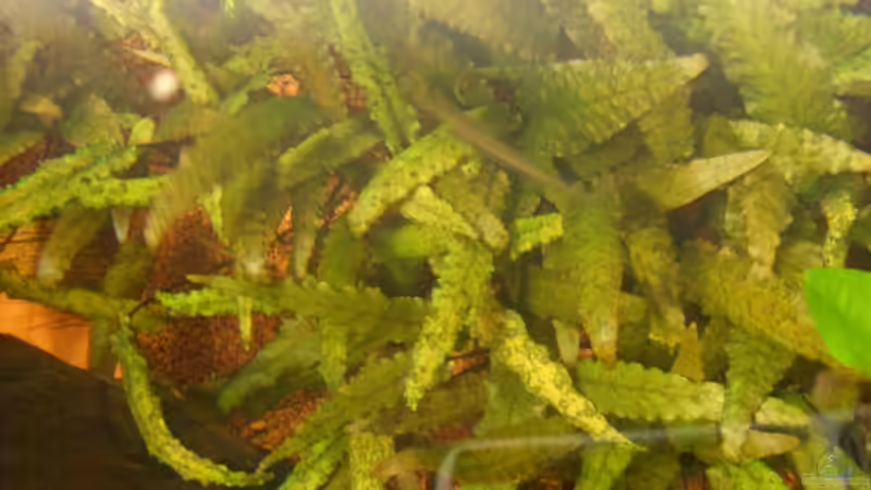 noch mehr Wald von Oliver Boden (14)