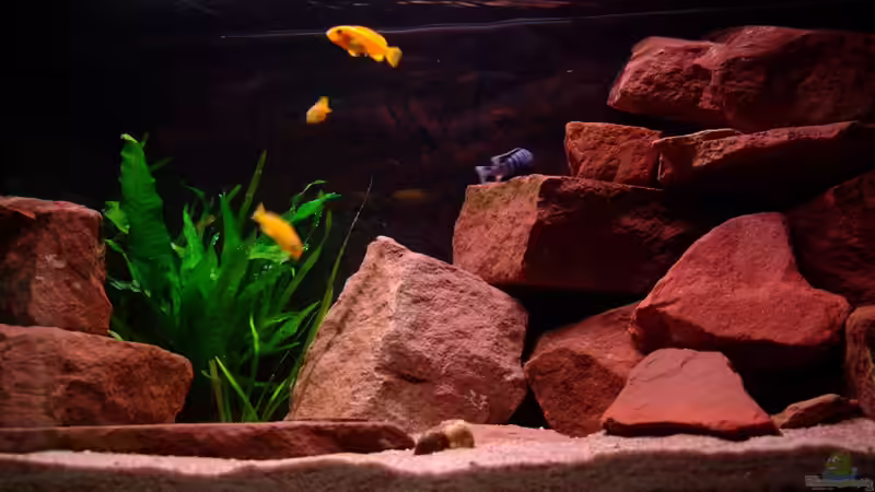 Noch mit JBL Solar Color Röhre von Duder Malawikus (3)