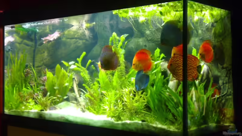 noch mit schwimmpflanzen jan 2011 von Matze 87 (15)