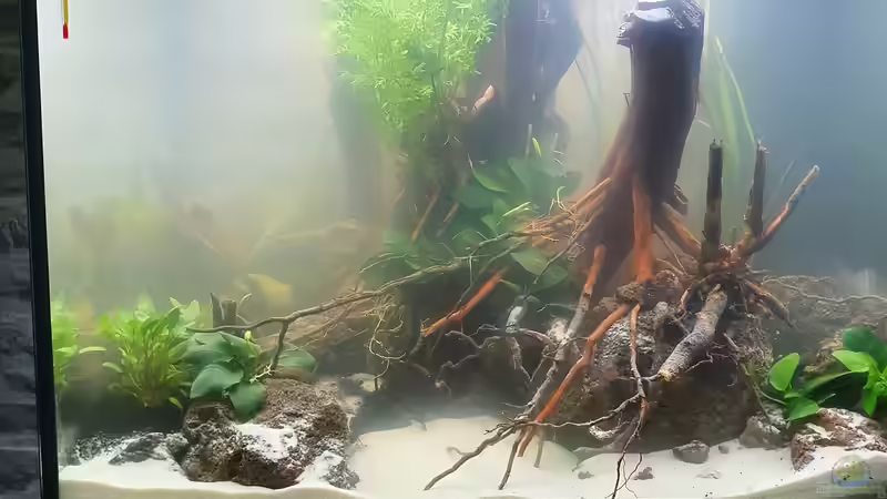 Noch mit weißem Sand...später mit soil... von der Theoretiker (36)