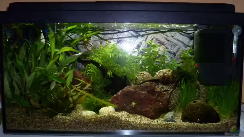 noch mit zusätzlichem Eheimfilter von Deino (2)