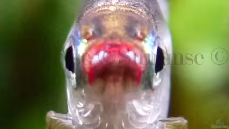 noch näher von Summse (25)