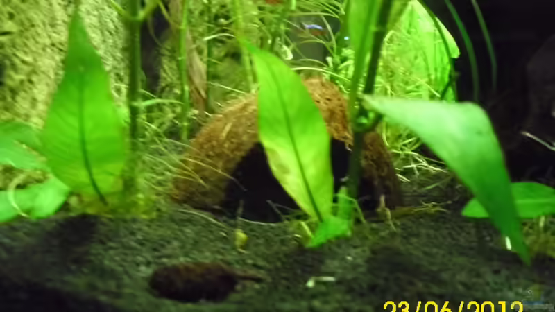 Noch ne Kokosnuss von Günther Kröger (31)