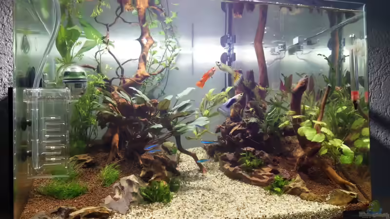 Noch nicht ganz fertiges Becken, hier fehlten noch diverse Pflanzen, auch die Einrichtung von Solvin (6)