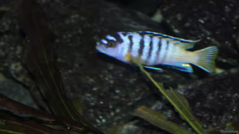 noch nicht ganz umgefärbt o.O von Gunnar2060 (5)