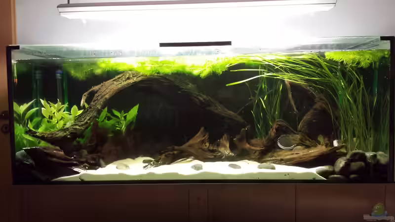 Noch ohne Besatz von NRW (24)