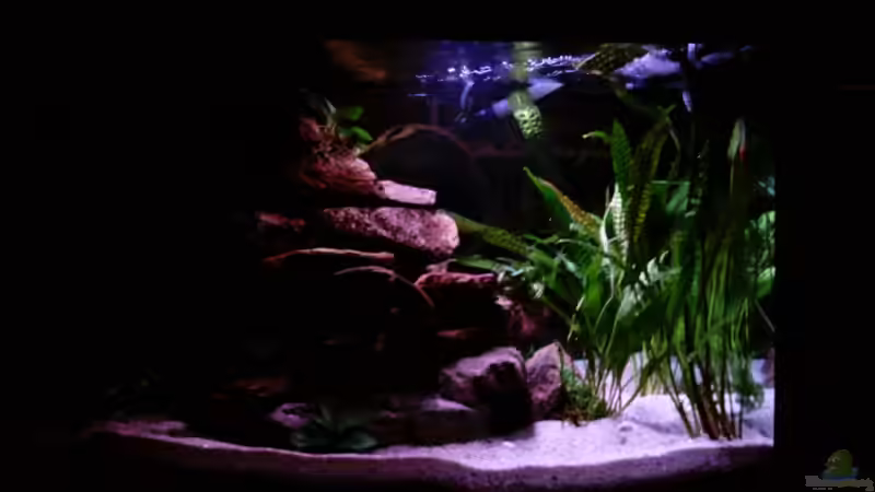 noch ohne Besatz von Schielefix (11)