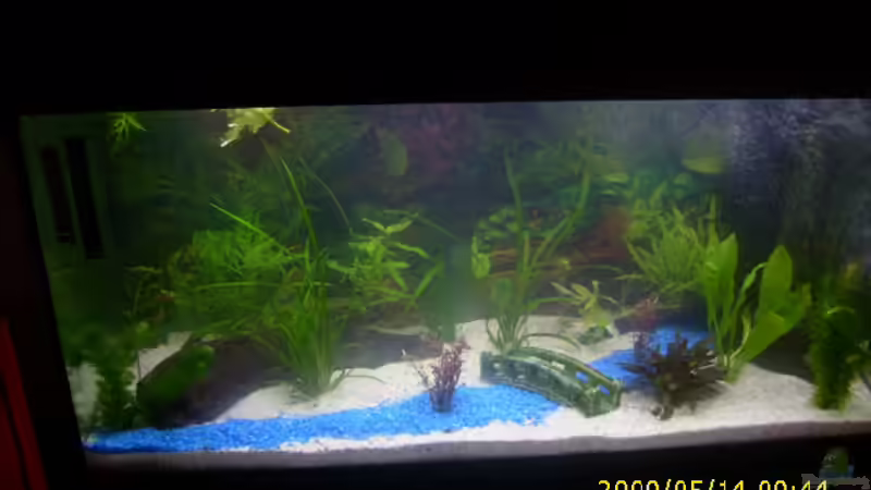 Noch ohne Fische von Idar-Oberstein (2)