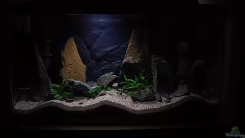 noch ohne Schneckenhäuser von junger Aquarianer (13)