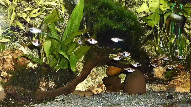 noch ohne zweige  von odin 68 (90)