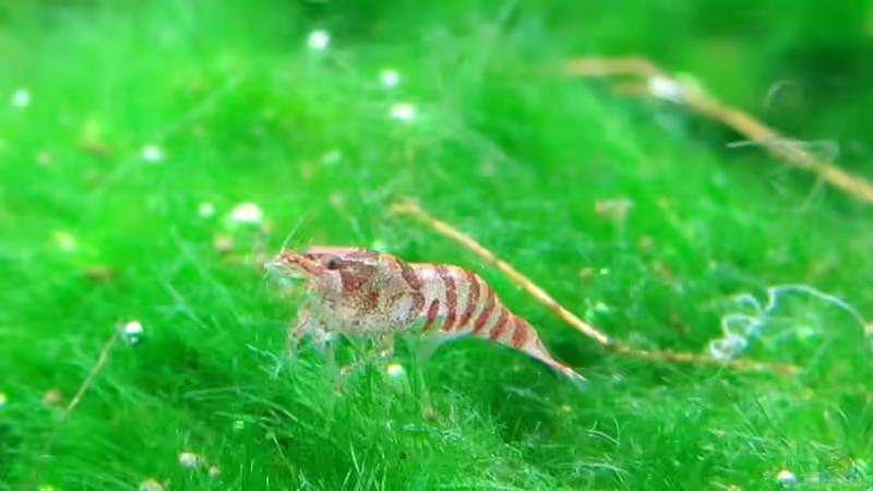 Noch recht halbwüchsig;) von Supernova (25)