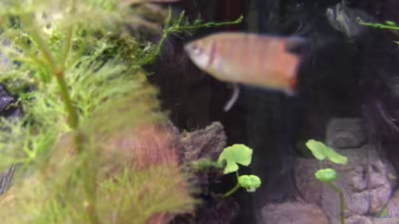 Noch recht klein :) von Thomas Burger (7)