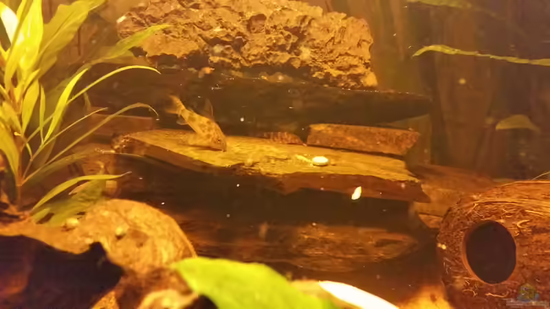 Noch schüchtern der Kleine von SvenDerGroße (39)