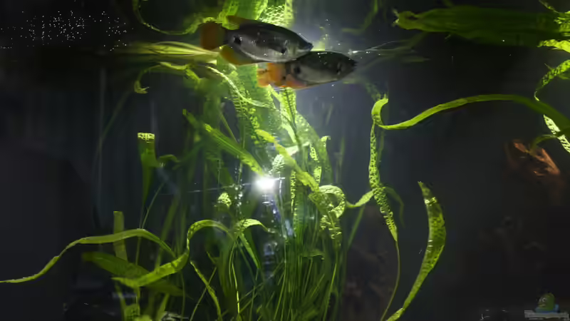 Noch sehr klein. von Fishers Friend (29)