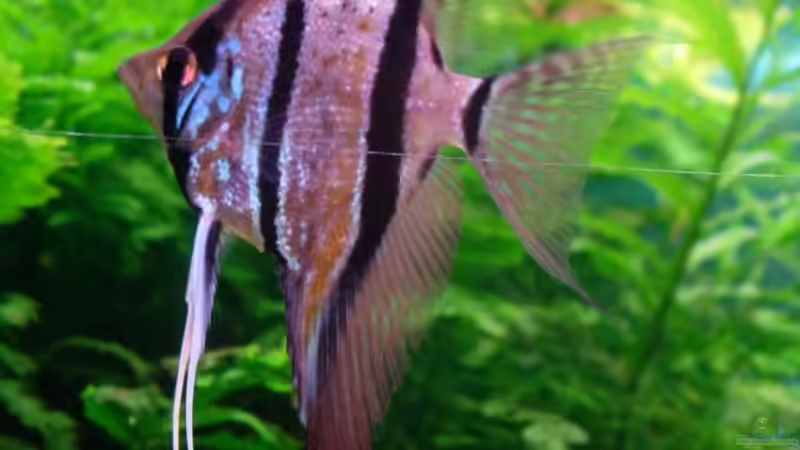 noch so klein und schon so schön! von Daniel_ (21)