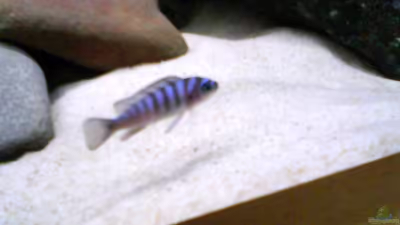 noch sooo klein aber schon farbe wie ein großer von LaEy (72)